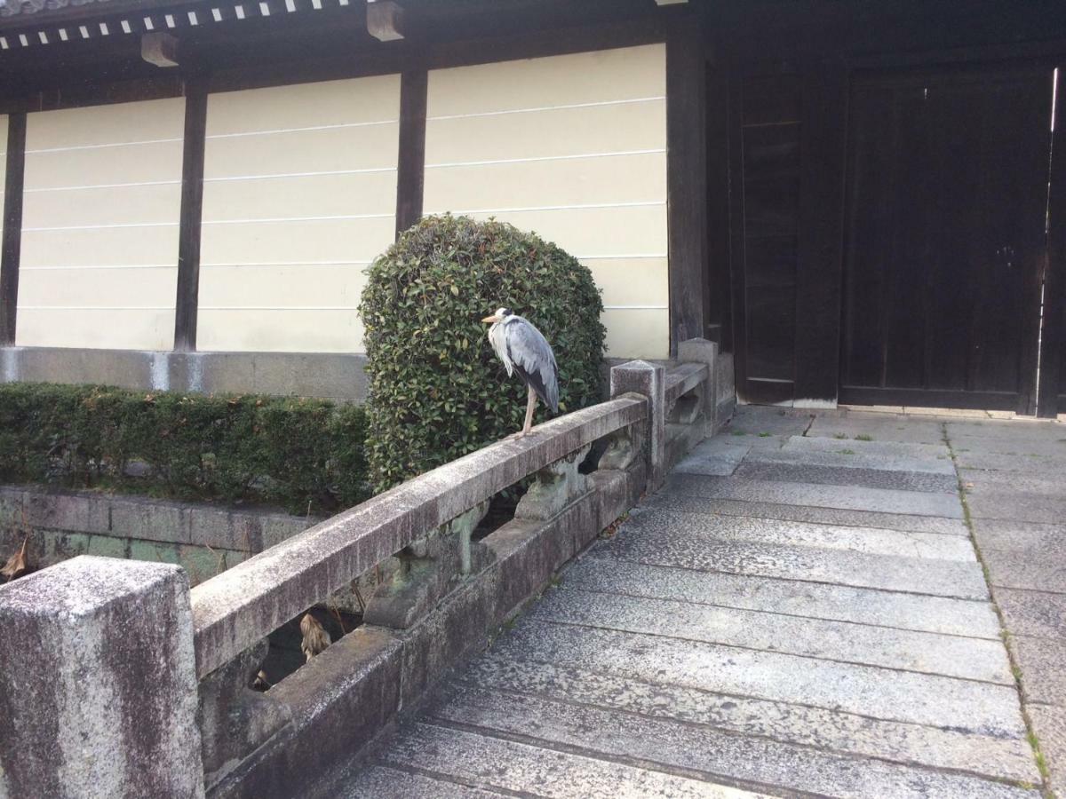 Gojyo Ivy, Kyoto